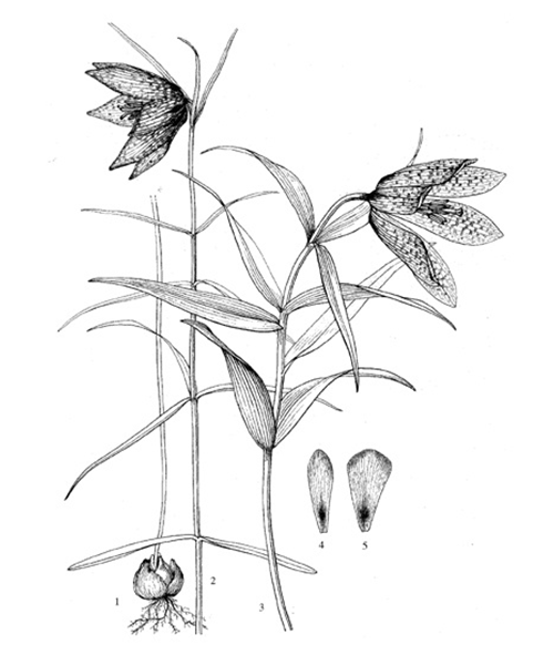 Natural compounds from  Fritillaria cirrhosa